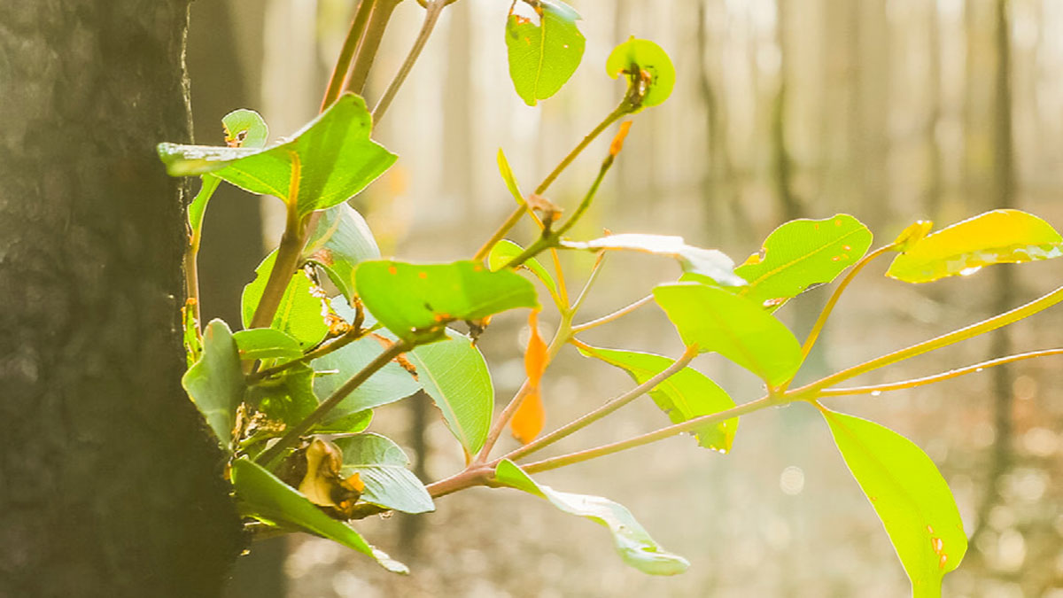 New Forests | Centre for Sustainability and Business | Melbourne Business School