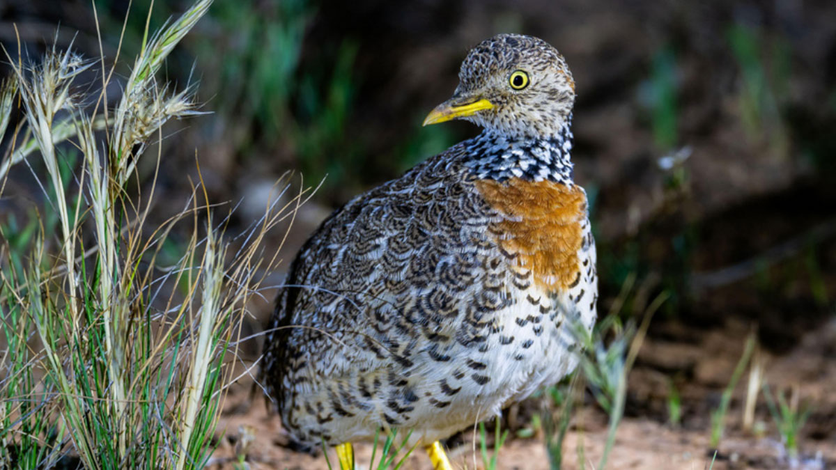 Plains-wanderer Protection | Centre for Sustainability and Business | Melbourne Business School