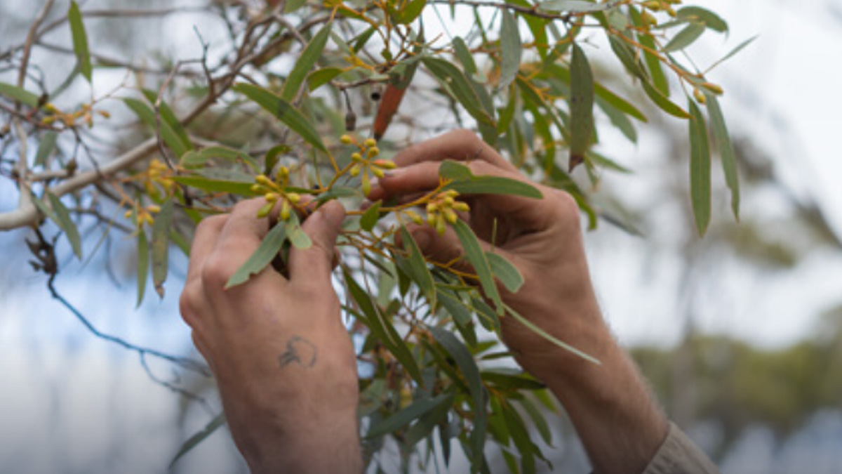 The Rejuvenation Trust | Centre for Sustainability and Business | Melbourne Business School