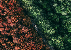 road with green trees on one side and brown trees on another side