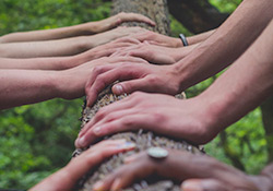 team of hands holding a tree